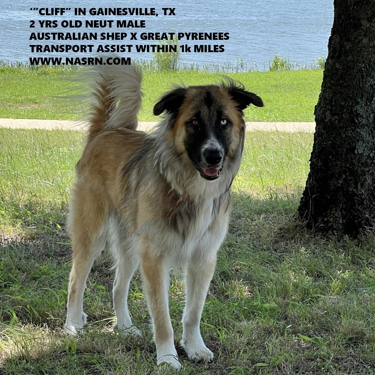 TEXAS, GAINESVILLE; FOSTER OR ADOPT "CLIFF" photo 2