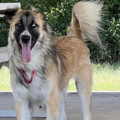 TEXAS, GAINESVILLE; FOSTER OR ADOPT "CLIFF" photo 3