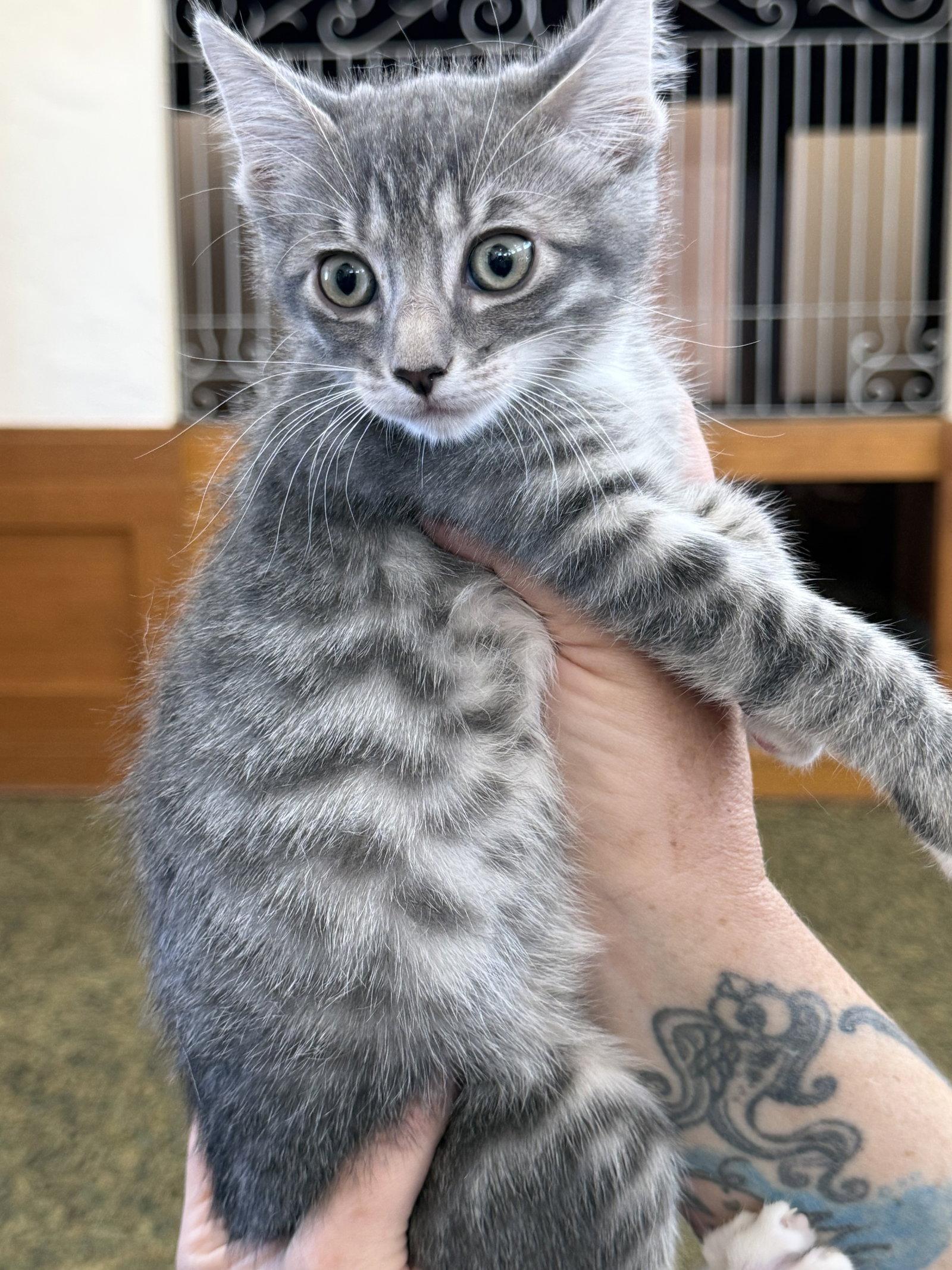 Sarah ( AV), a Adopted Tabby in Vacaville, CA image 2/3