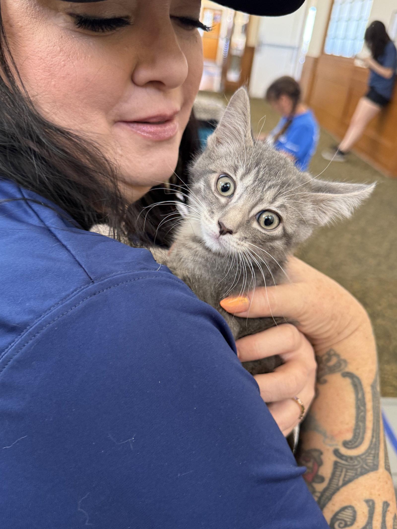 Sarah ( AV), a Adopted Tabby in Vacaville, CA image 3/3