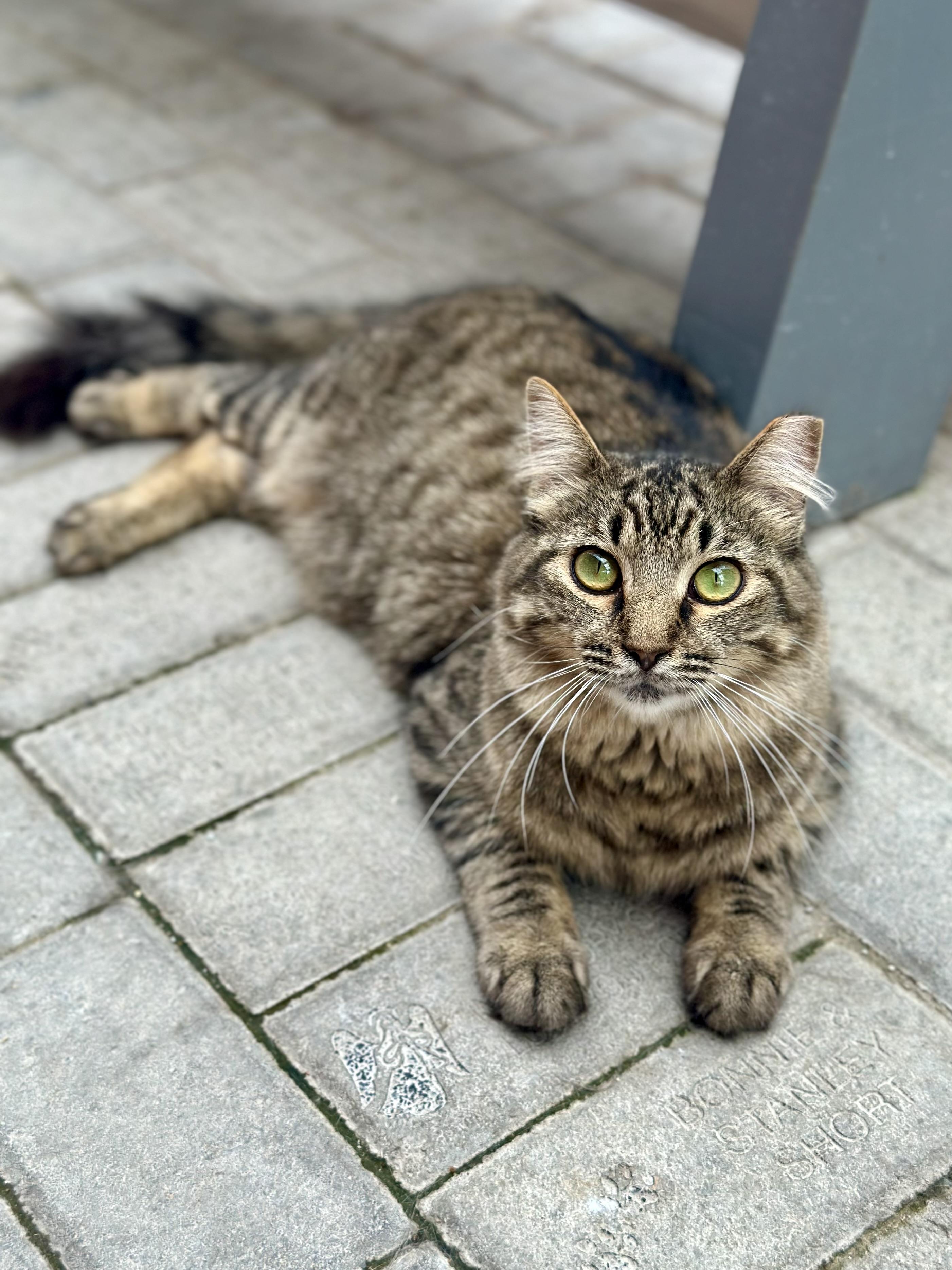 Steven, ADOPTABLE, Adult Male Domestic Long Hair.