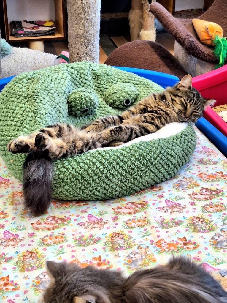 Enlarge Steven, a ADOPTABLE Domestic Long Hair in Faribault, MN image 3/5