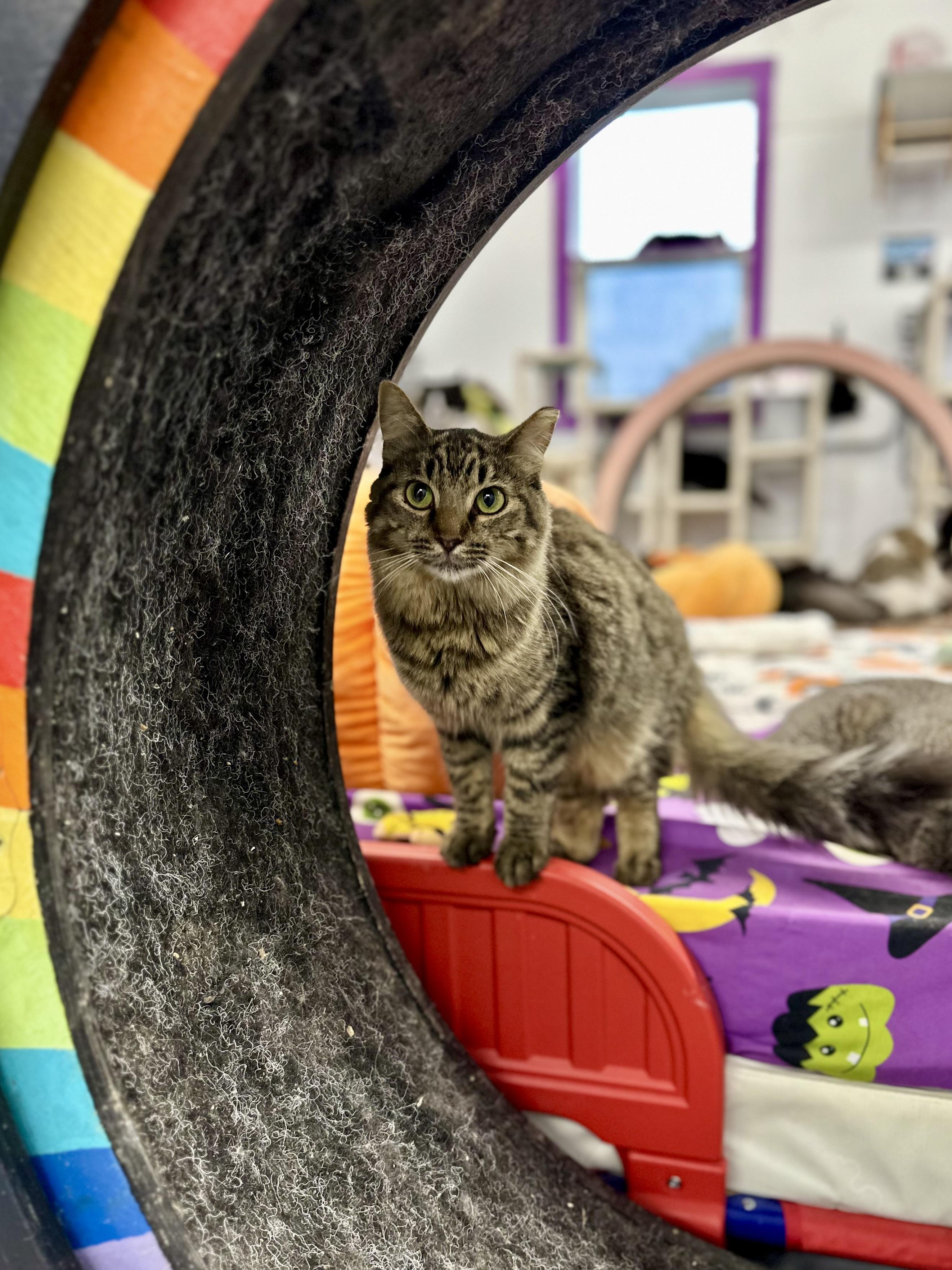Enlarge Steven, a ADOPTABLE Domestic Long Hair in Faribault, MN image 2/5