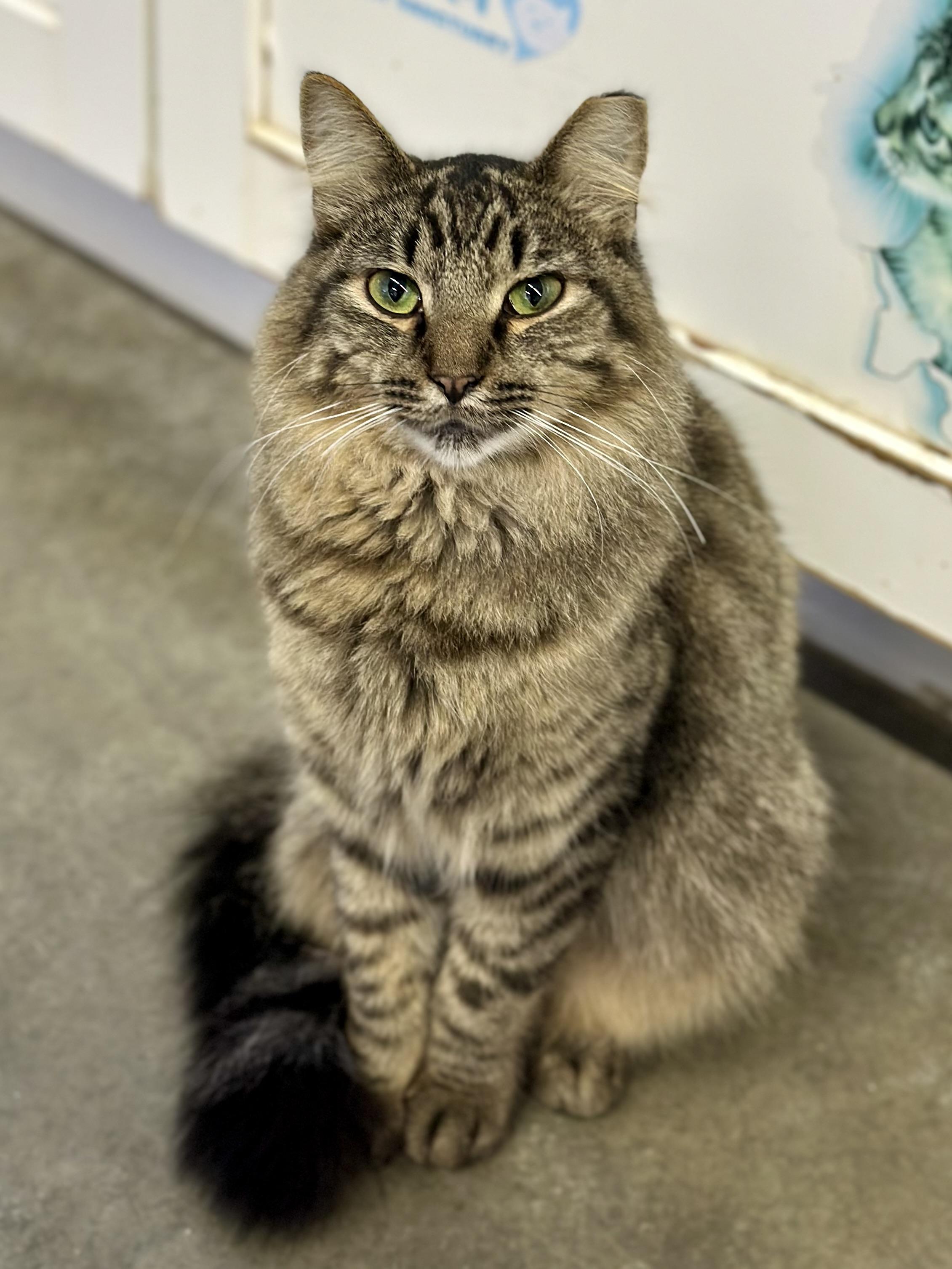 Enlarge Steven, a ADOPTABLE Domestic Long Hair in Faribault, MN image 4/5