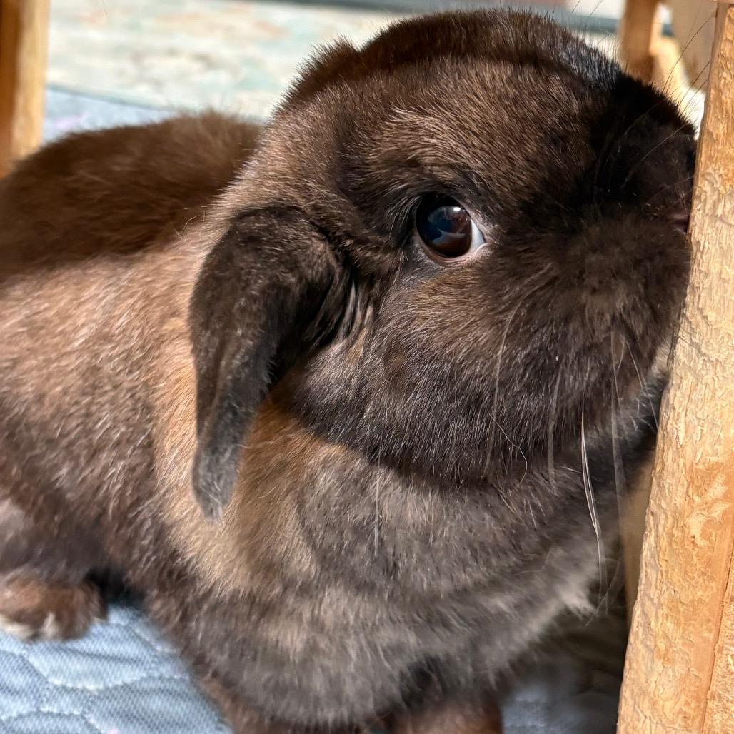 Cali, a Adoptable Holland Lop in Napa, CA image 1/3