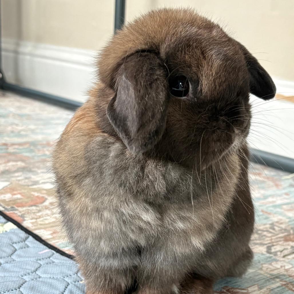 Cali, a Adoptable Holland Lop in Napa, CA image 2/3