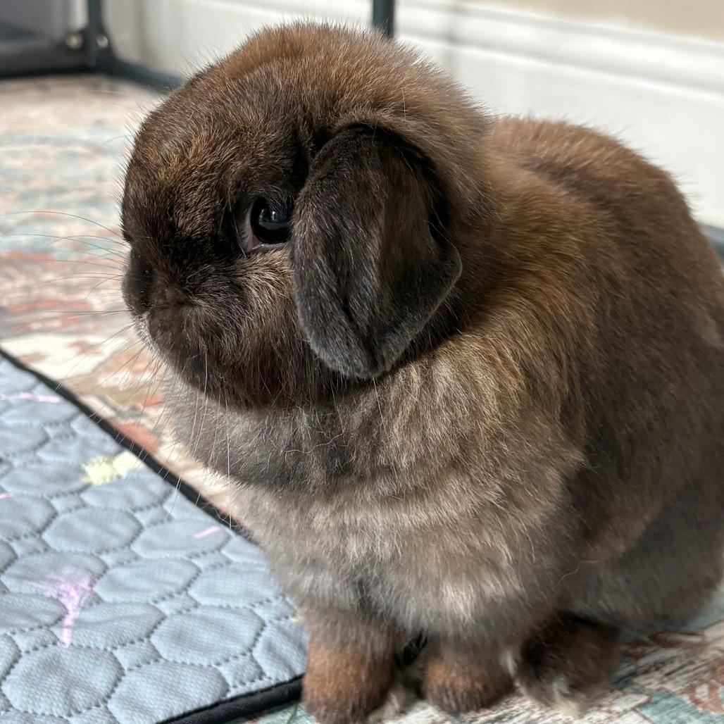 Cali, a Adoptable Holland Lop in Napa, CA image 3/3