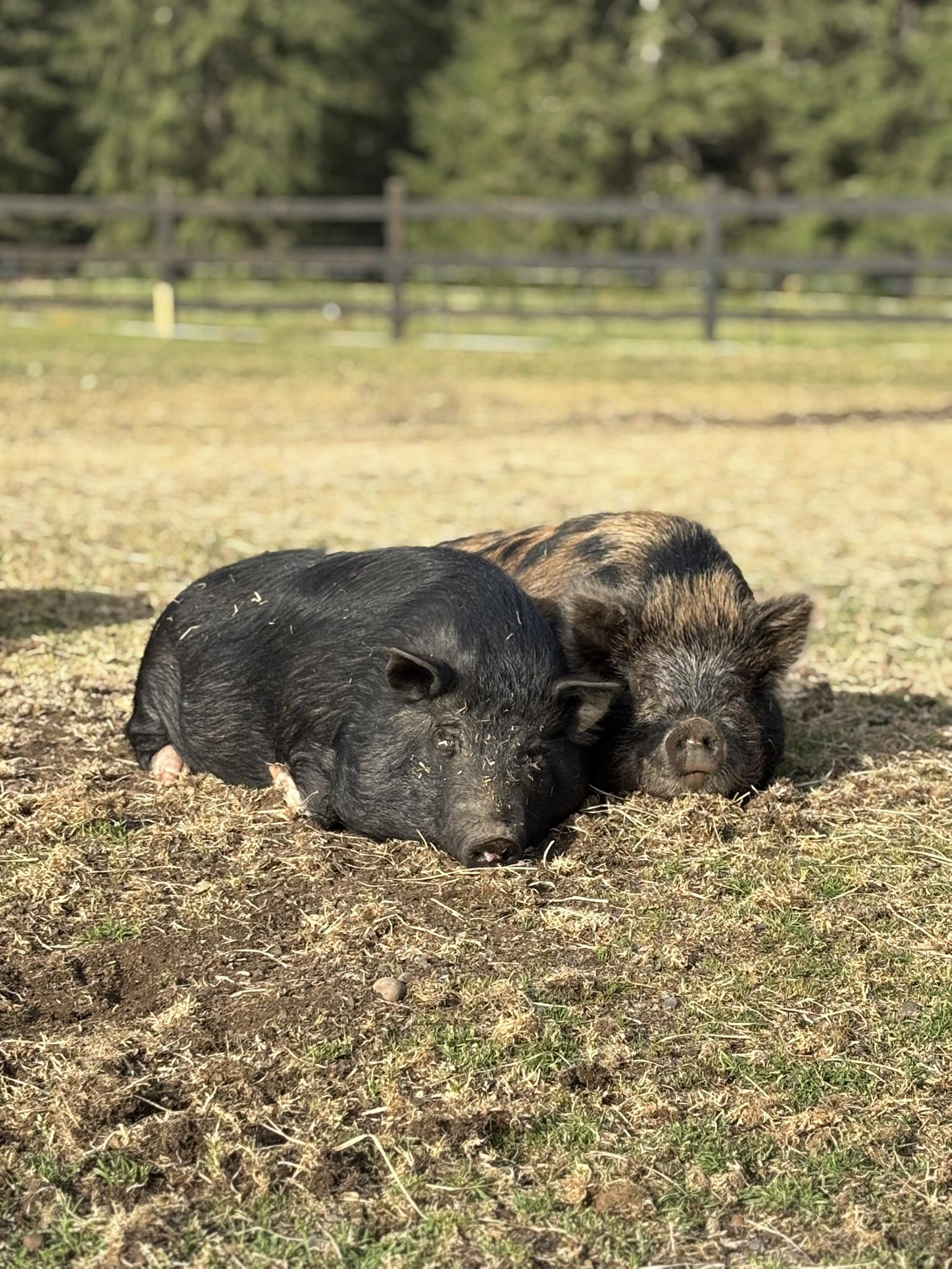 Enlarge Foster Pigs, a Adoptable mixed breed in TENINO, WA image 2/6
