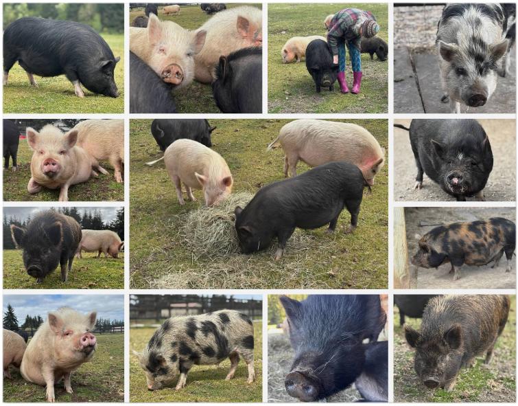Enlarge Foster Pigs, a Adoptable mixed breed in TENINO, WA image 1/6