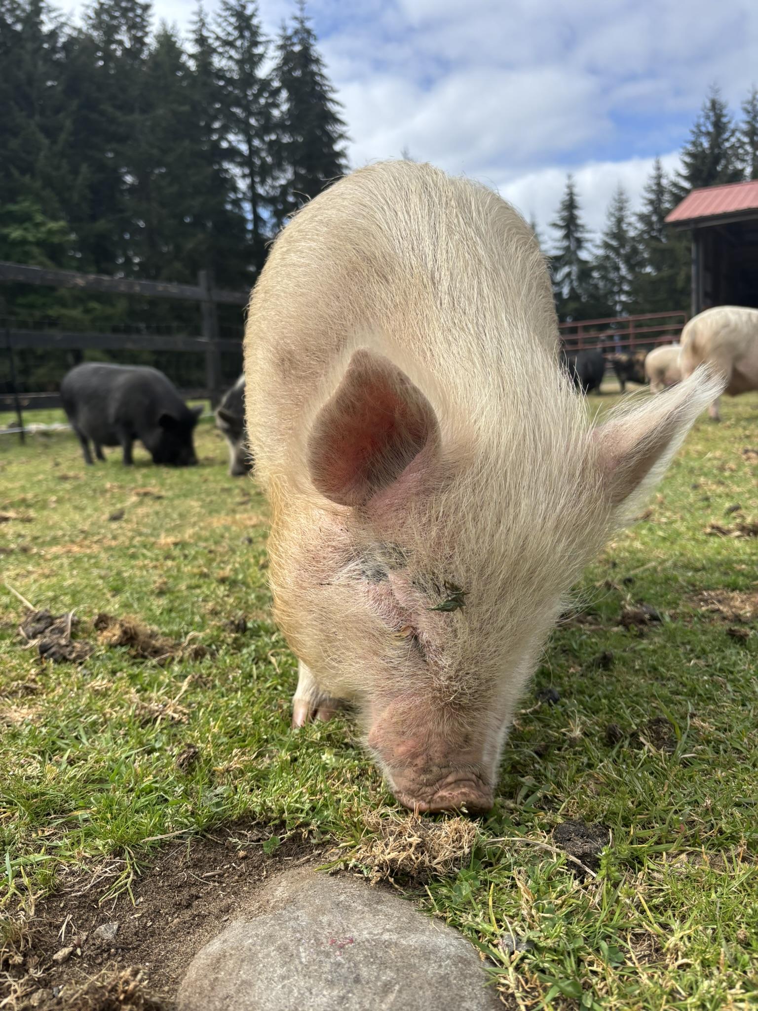 Enlarge Foster Pigs, a Adoptable mixed breed in TENINO, WA image 3/6