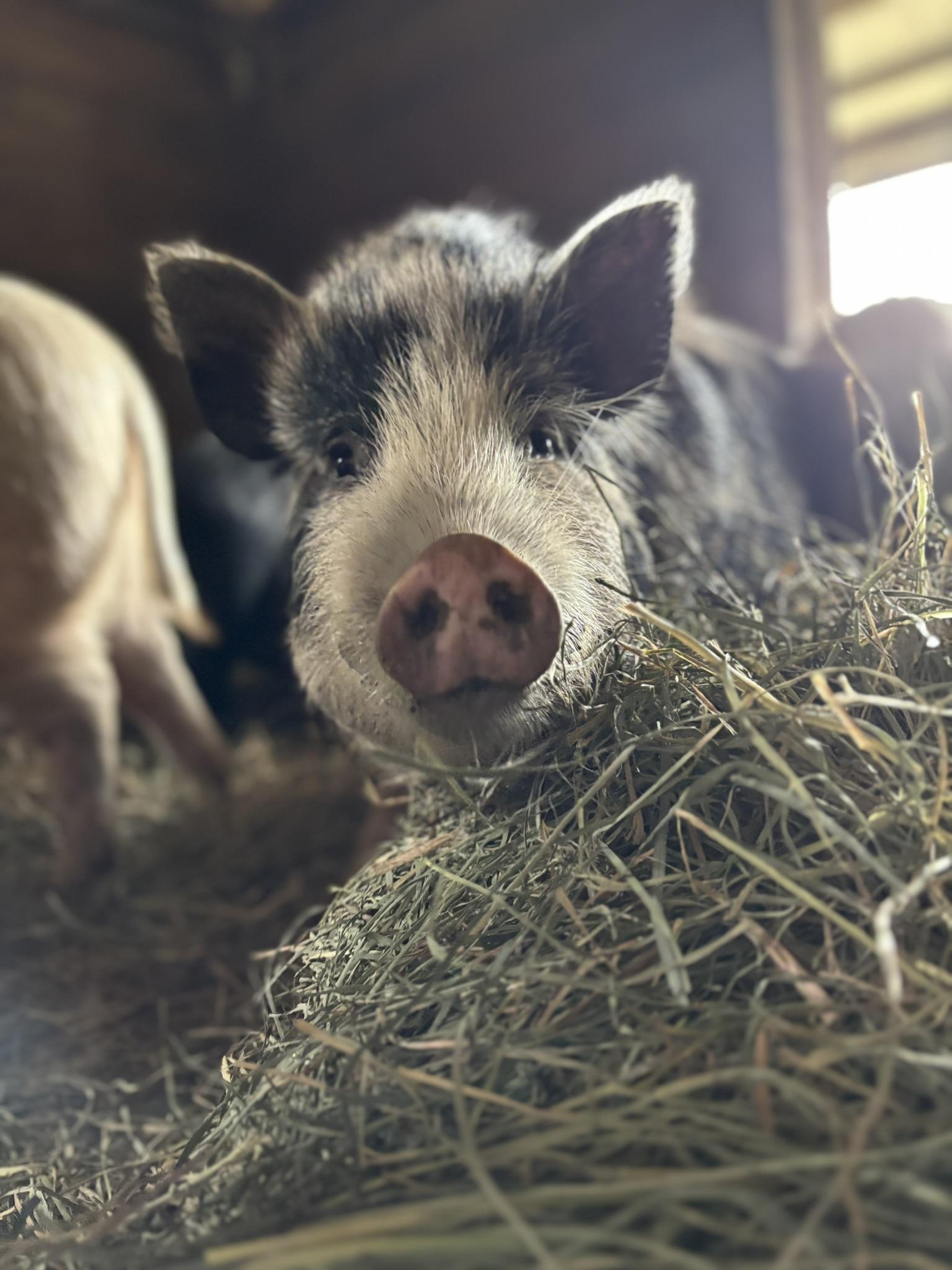 Foster Pigs photo 4