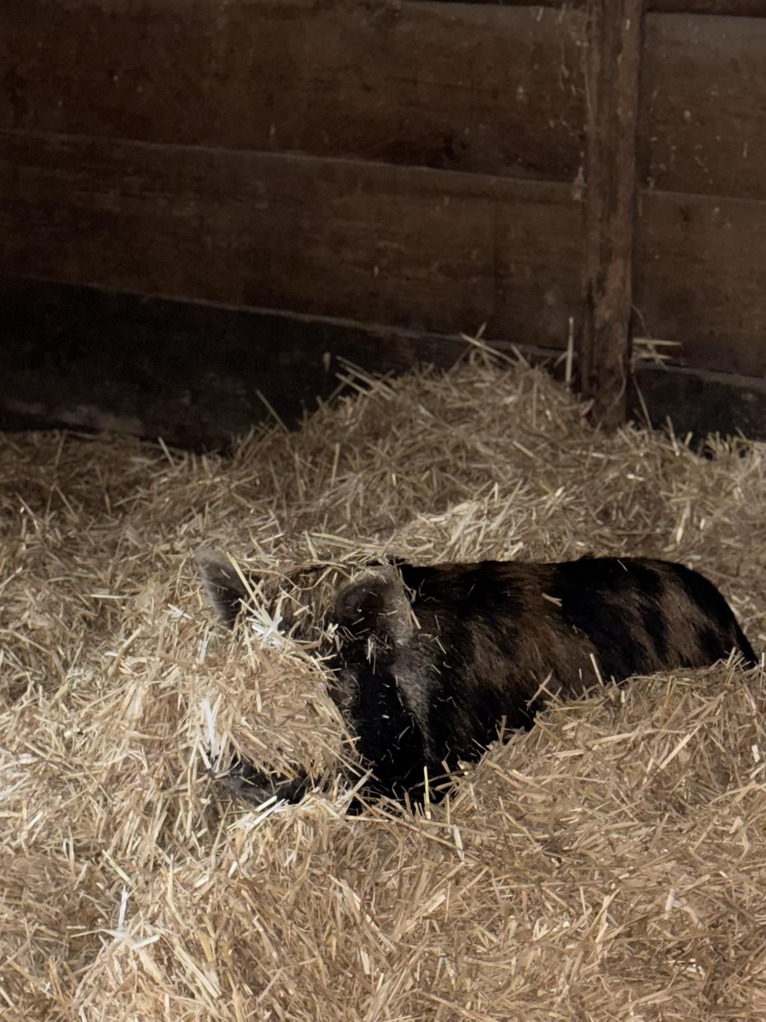Enlarge Foster Pigs, a Adoptable mixed breed in TENINO, WA image 5/6