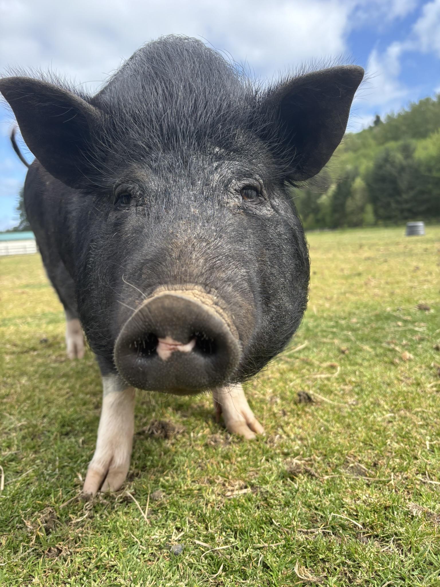 Enlarge Foster Pigs, a Adoptable mixed breed in TENINO, WA image 6/6