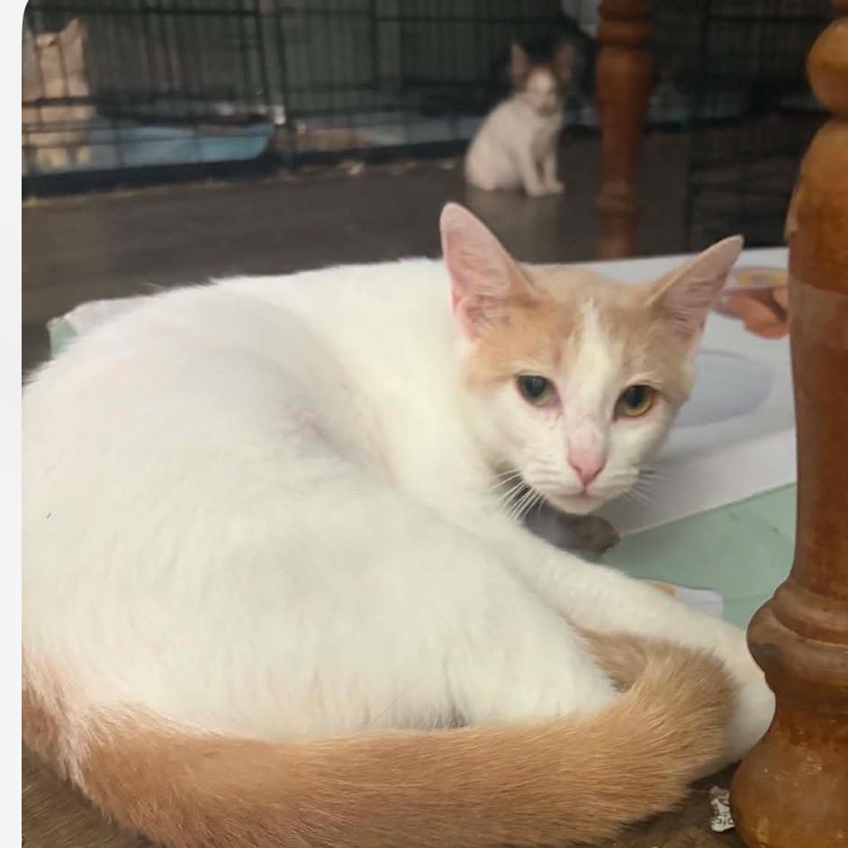 Lac, Adoptable, Adult Female Domestic Short Hair.
