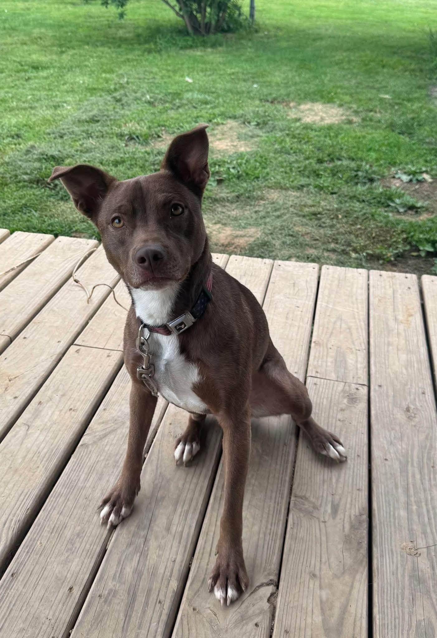 Sarah, adoptable, Young Female Pit Bull Terrier & Chocolate Labrador Retriever.