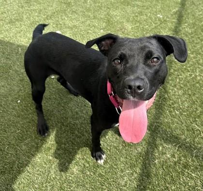 Princess, Adoptable, Young Female Terrier & Mixed Breed.