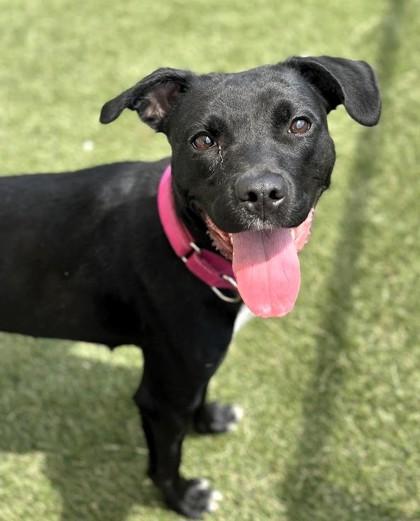 Princess, a Adoptable mixed breed in Twinsburg, OH image 2/3