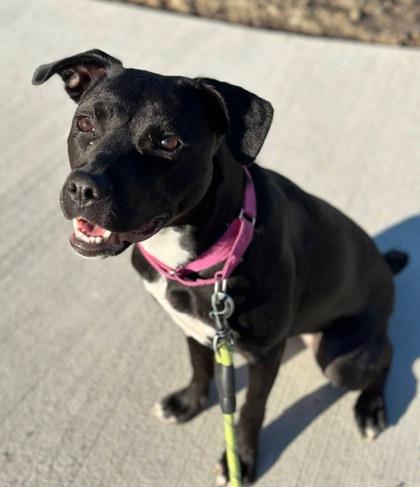 Princess, a Adoptable mixed breed in Twinsburg, OH image 3/3