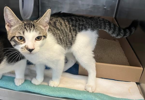 Beef, Adoptable, Kitten Male Domestic Short Hair.