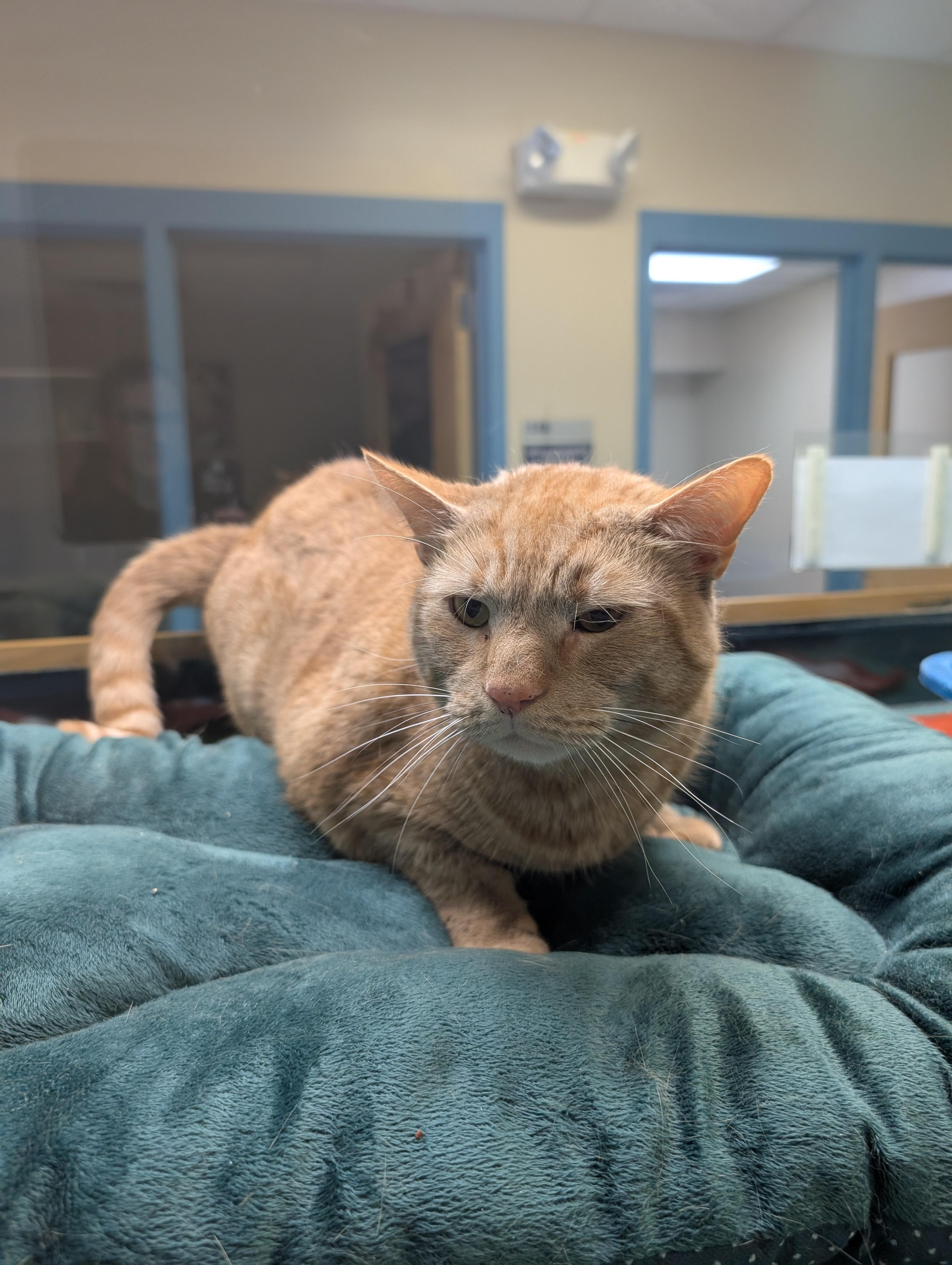 Pumpkin, adopted, Adult Male Domestic Short Hair.