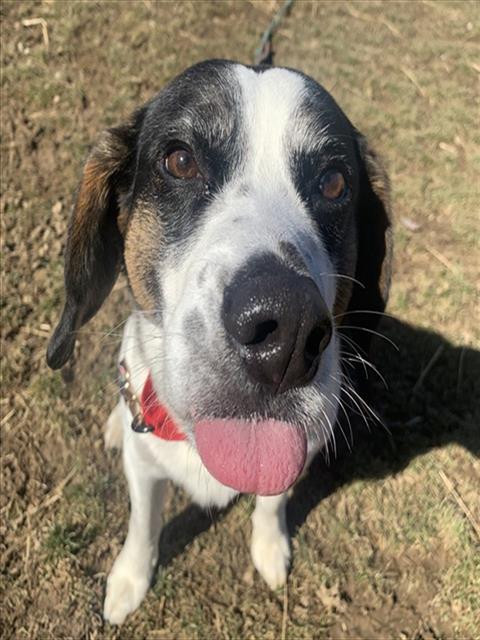 BILBO, Adoptable, Adult Male Beagle & Mixed Breed.