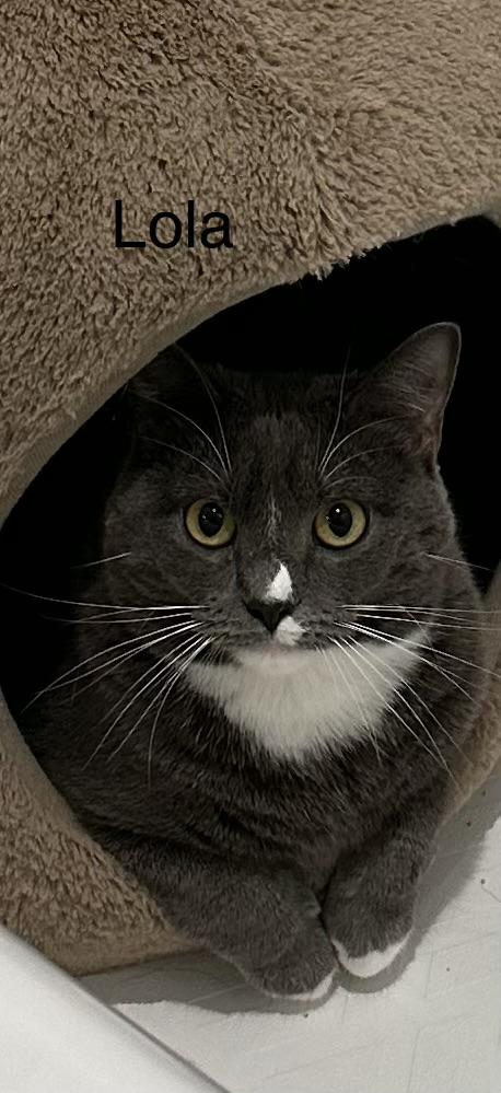 Lola, ADOPTABLE, Adult Female Domestic Short Hair.