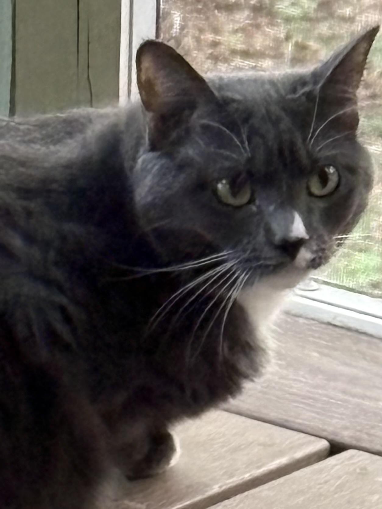 Lola, a ADOPTABLE Domestic Short Hair in Ruther Glen, VA image 2/2