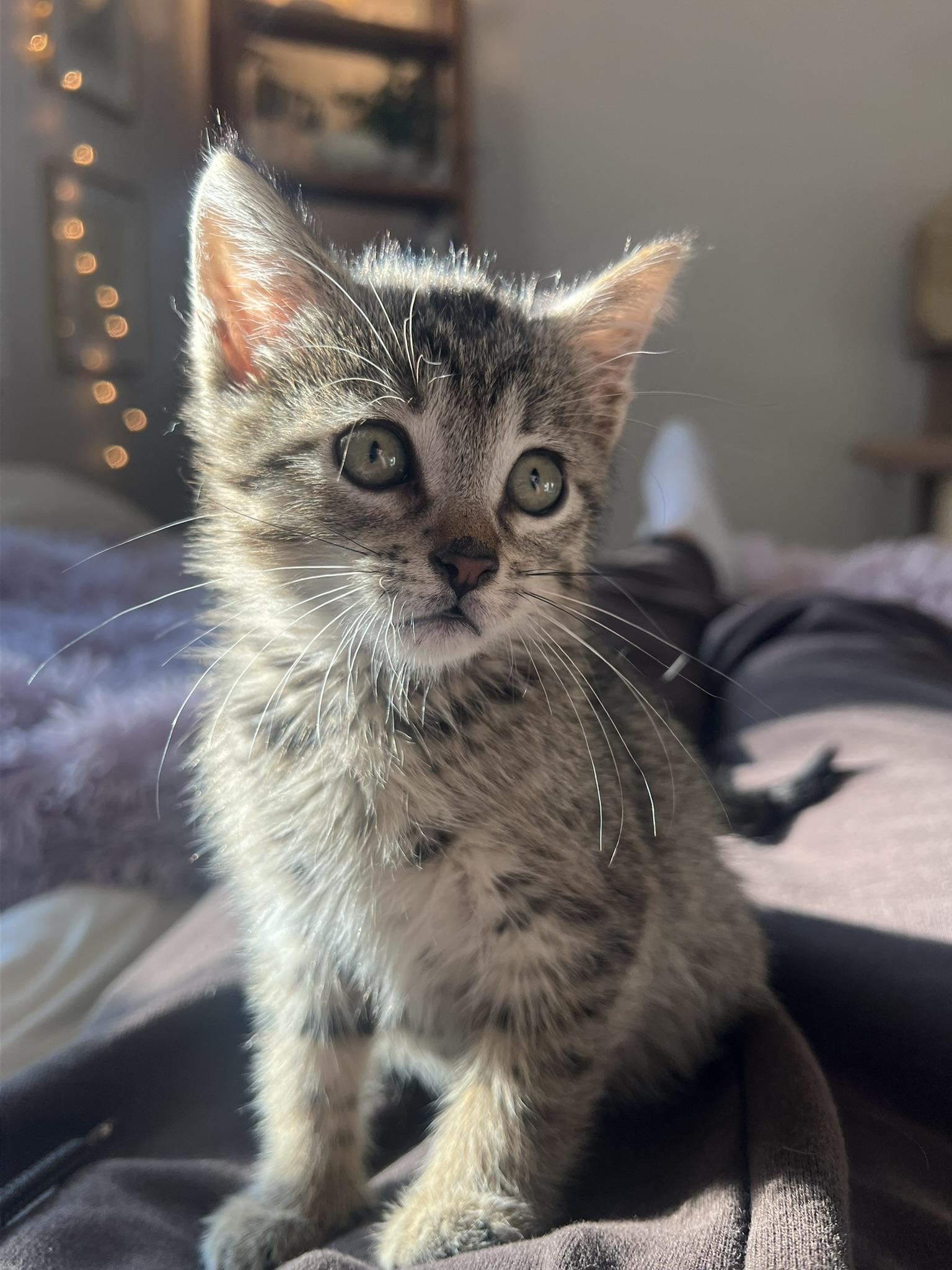 Murph - male kitten photo 2