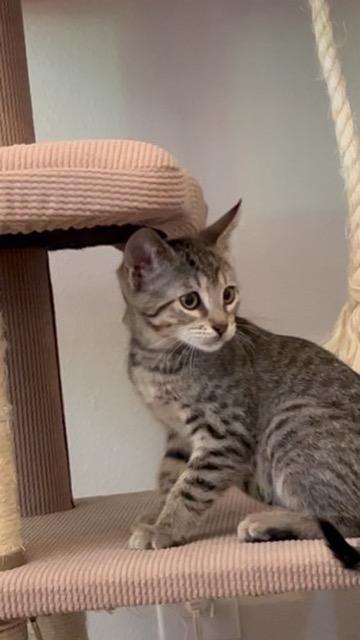 Meet Murph sweet little gray Tabby boy  just about 8 week old now Murph is scheduled for his neute