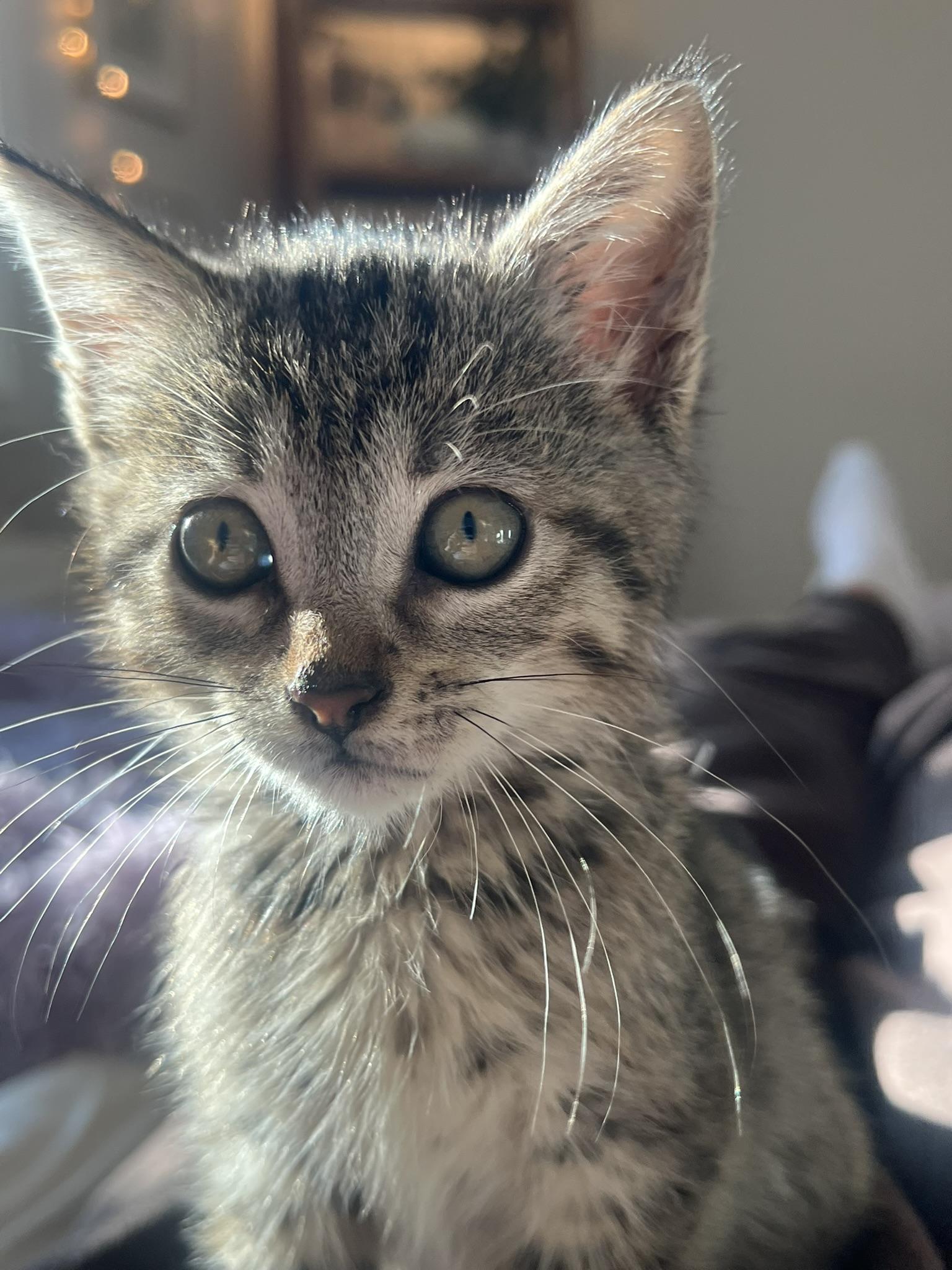 Murph - male kitten photo 3
