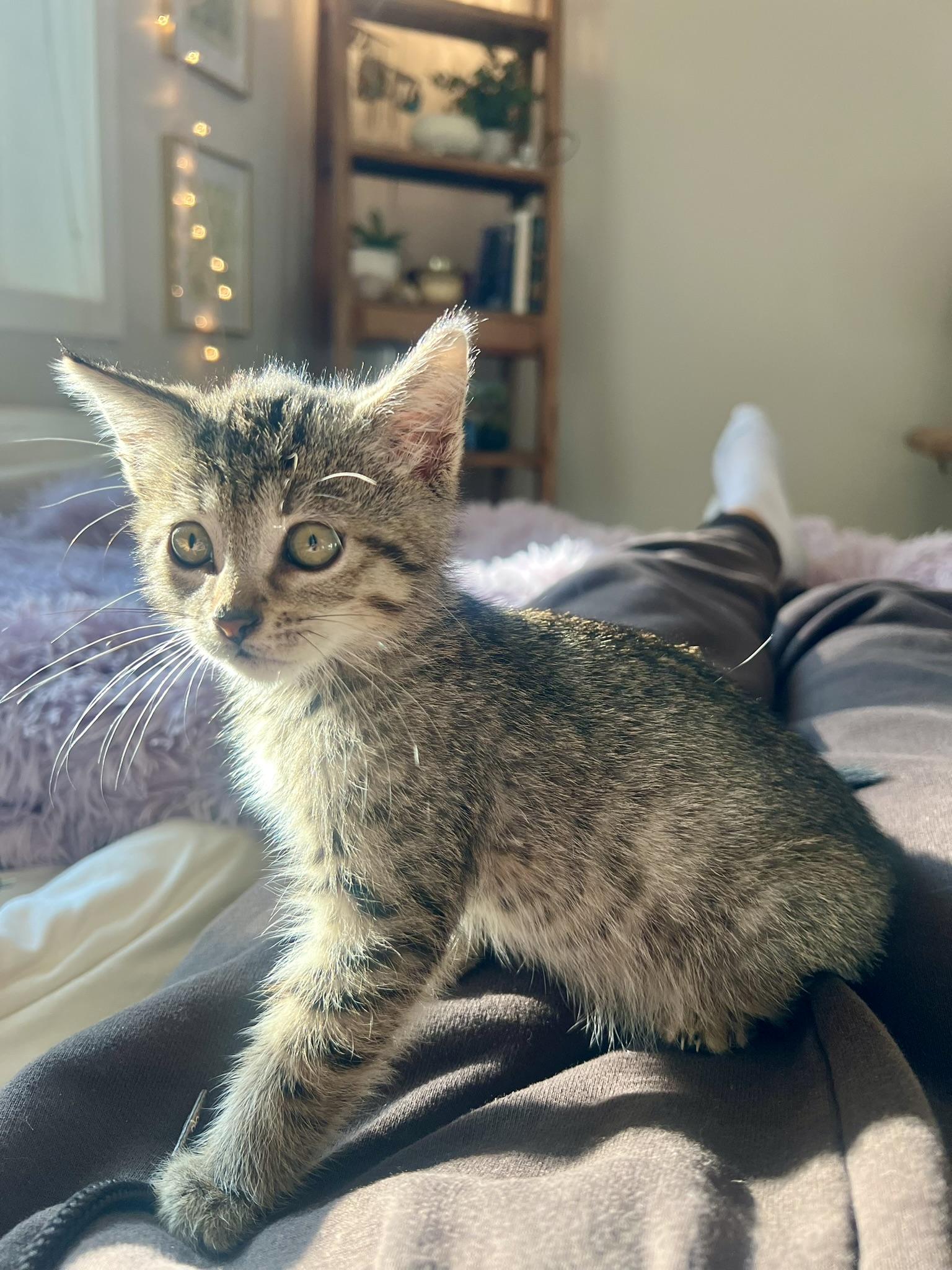 Murph - male kitten photo 4
