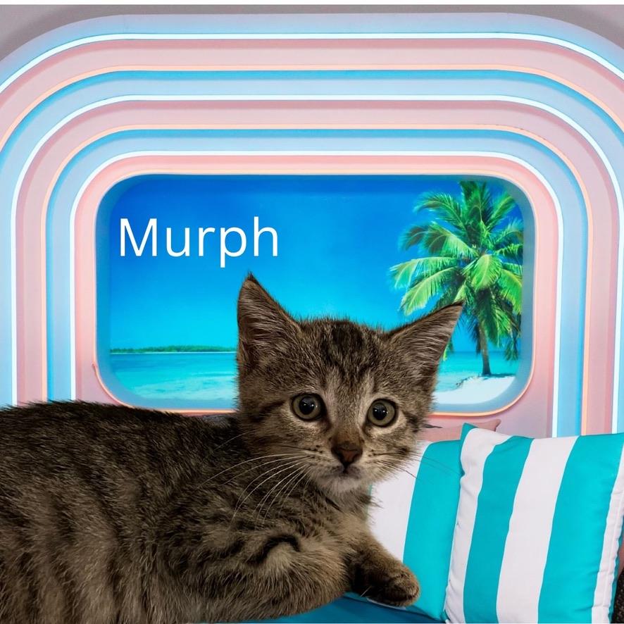 Murph - male kitten photo 1