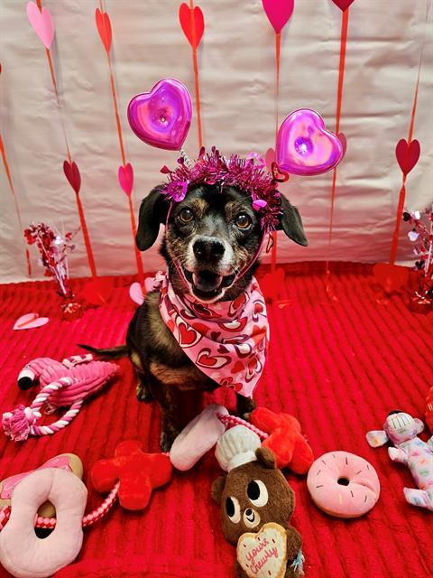 GERTIE, Adoptable, Adult Female Chihuahua & Dachshund.