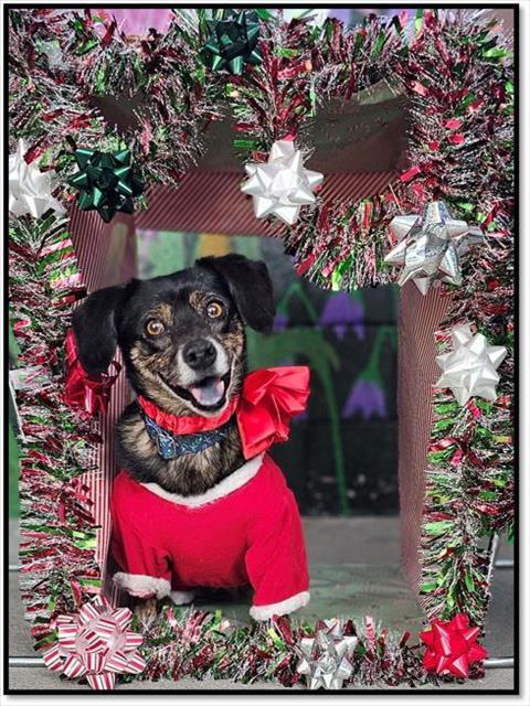 Enlarge GERTIE, a Adoptable mixed breed in Frisco, CO image 1/1