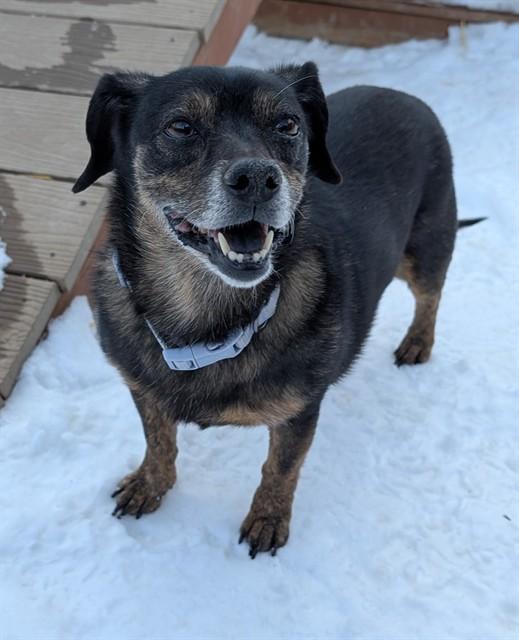 GERTIE, Adoptable, Adult Female Chihuahua & Dachshund.