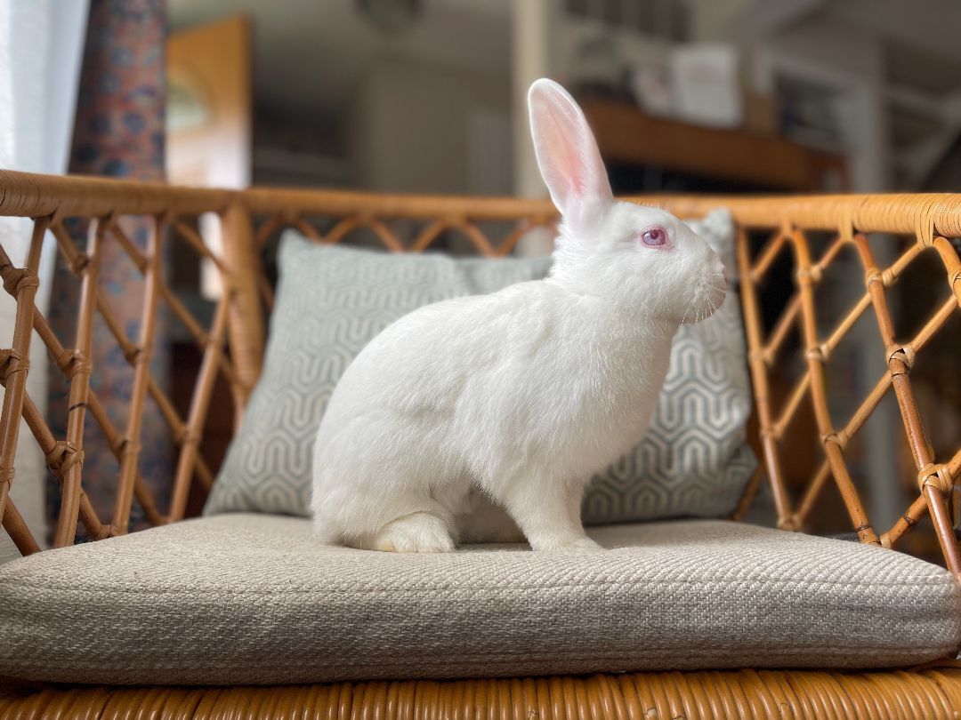 Bunnicula (Bonded to Carl Storm), a Adoptable mixed breed in Columbia, MD image 6/6