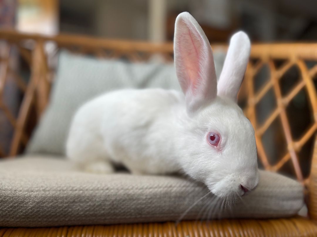 Bunnicula (Bonded to Carl Storm), a Adoptable mixed breed in Columbia, MD image 4/6