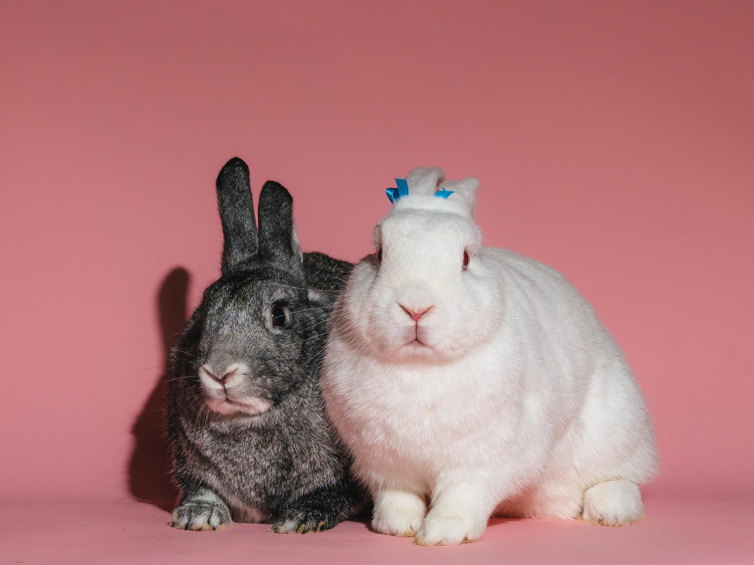 Bunnicula (Bonded to Carl Storm), a Adoptable mixed breed in Columbia, MD image 1/6