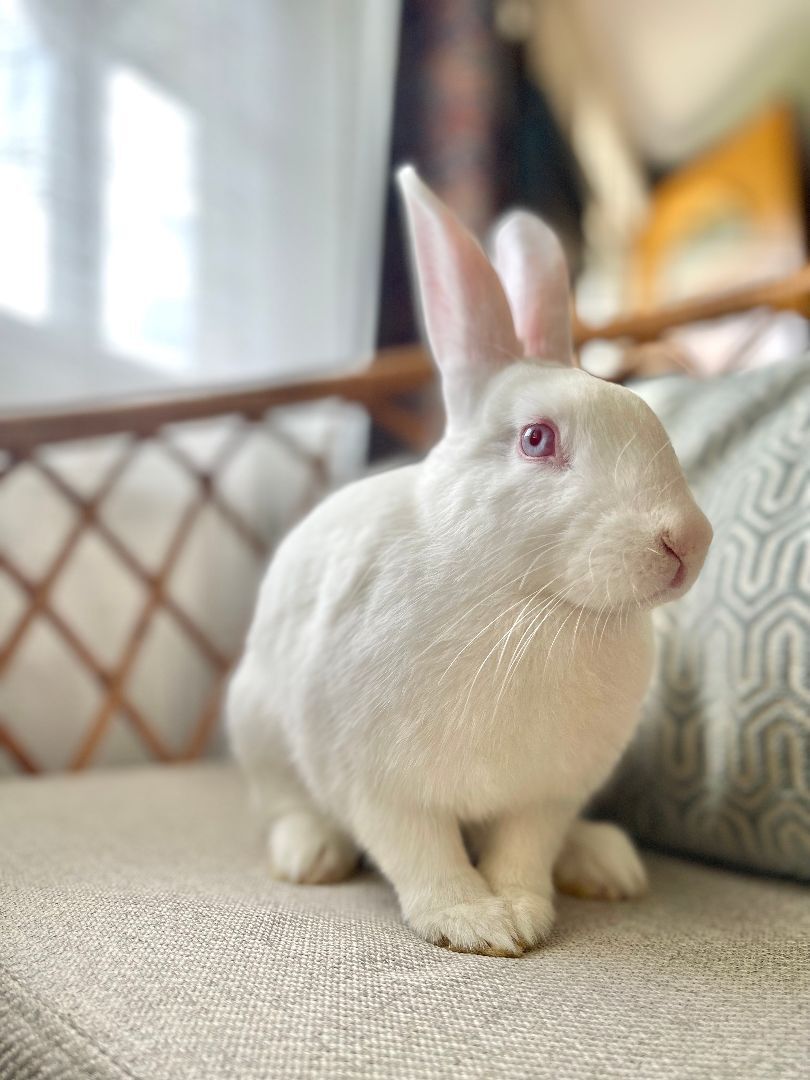 Bunnicula (Bonded to Carl Storm), a Adoptable mixed breed in Columbia, MD image 2/6