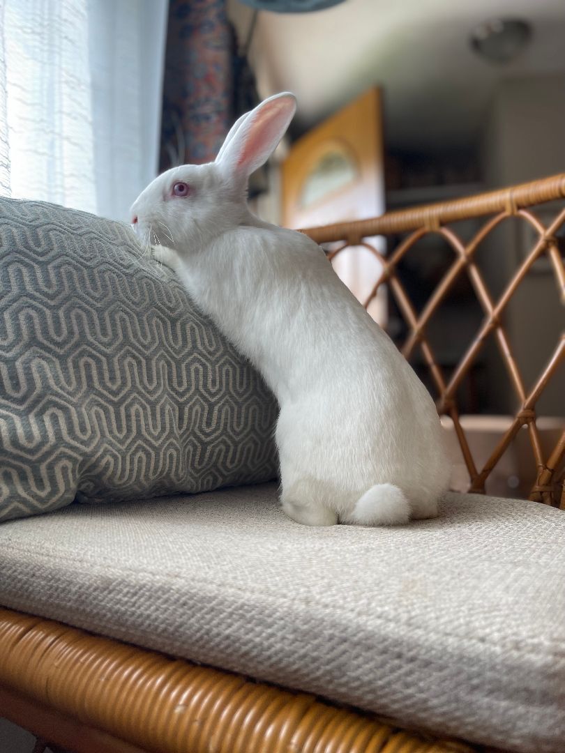 Bunnicula (Bonded to Carl Storm), a Adoptable mixed breed in Columbia, MD image 5/6