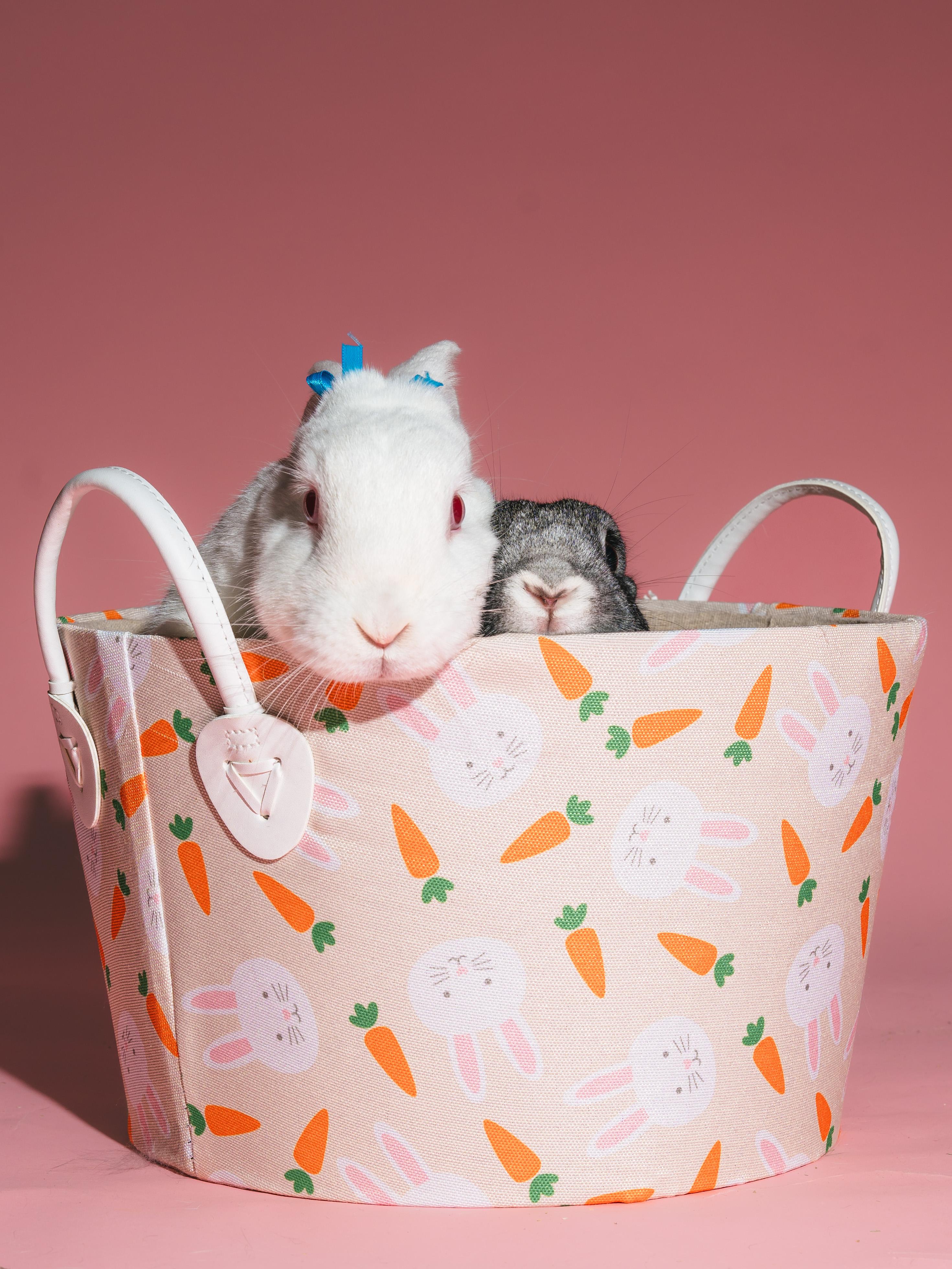 Bunnicula (Bonded to Carl Storm), a Adoptable mixed breed in Columbia, MD image 3/6