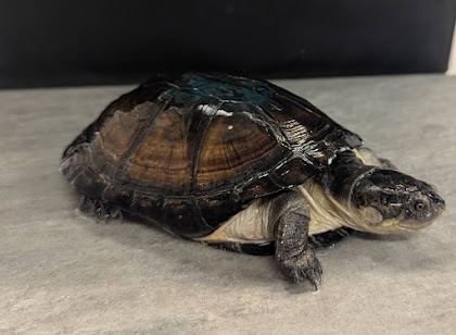 Enlarge Komo, a Adoptable Turtle in Tacoma, WA image 1/1