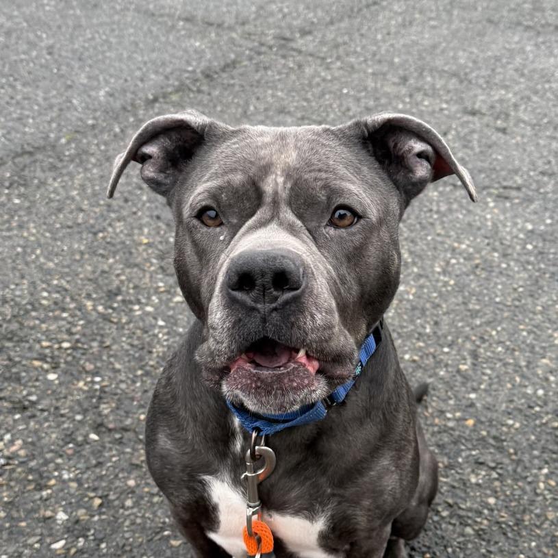 Enlarge Shanti, a Adoptable American Staffordshire Terrier in Tacoma, WA image 1/1