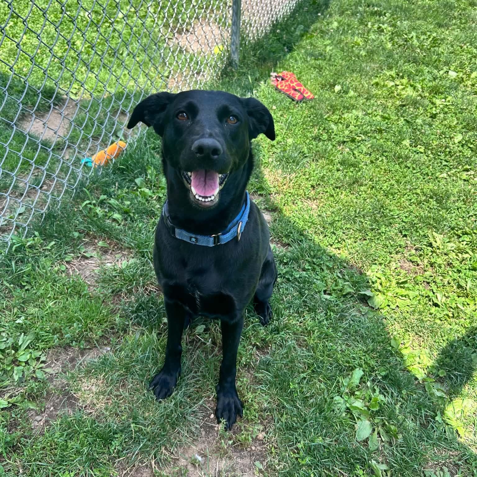 Enlarge Clover, a ADOPTABLE mixed breed in Danbury, CT image 1/5