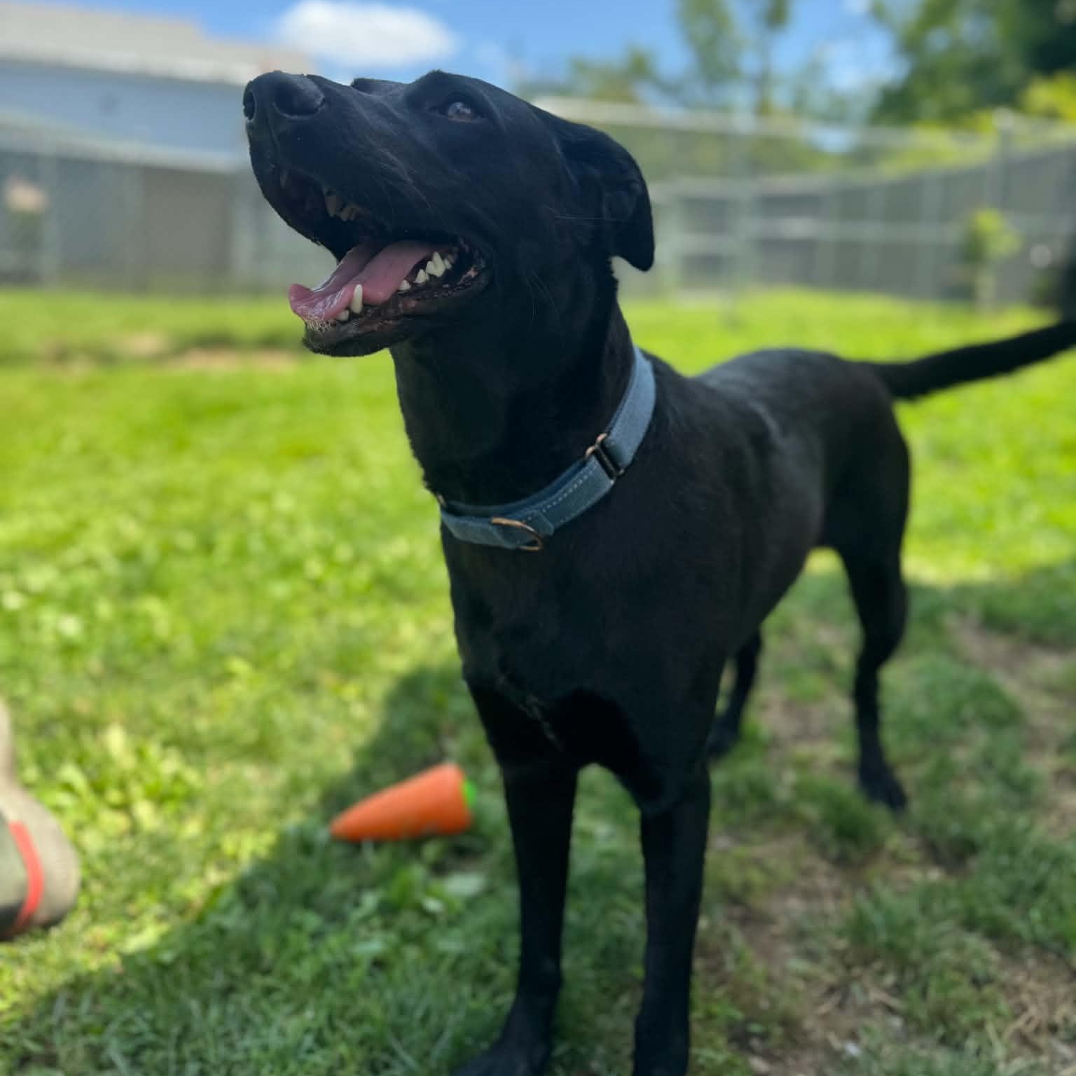 Enlarge Clover, a ADOPTABLE mixed breed in Danbury, CT image 3/5