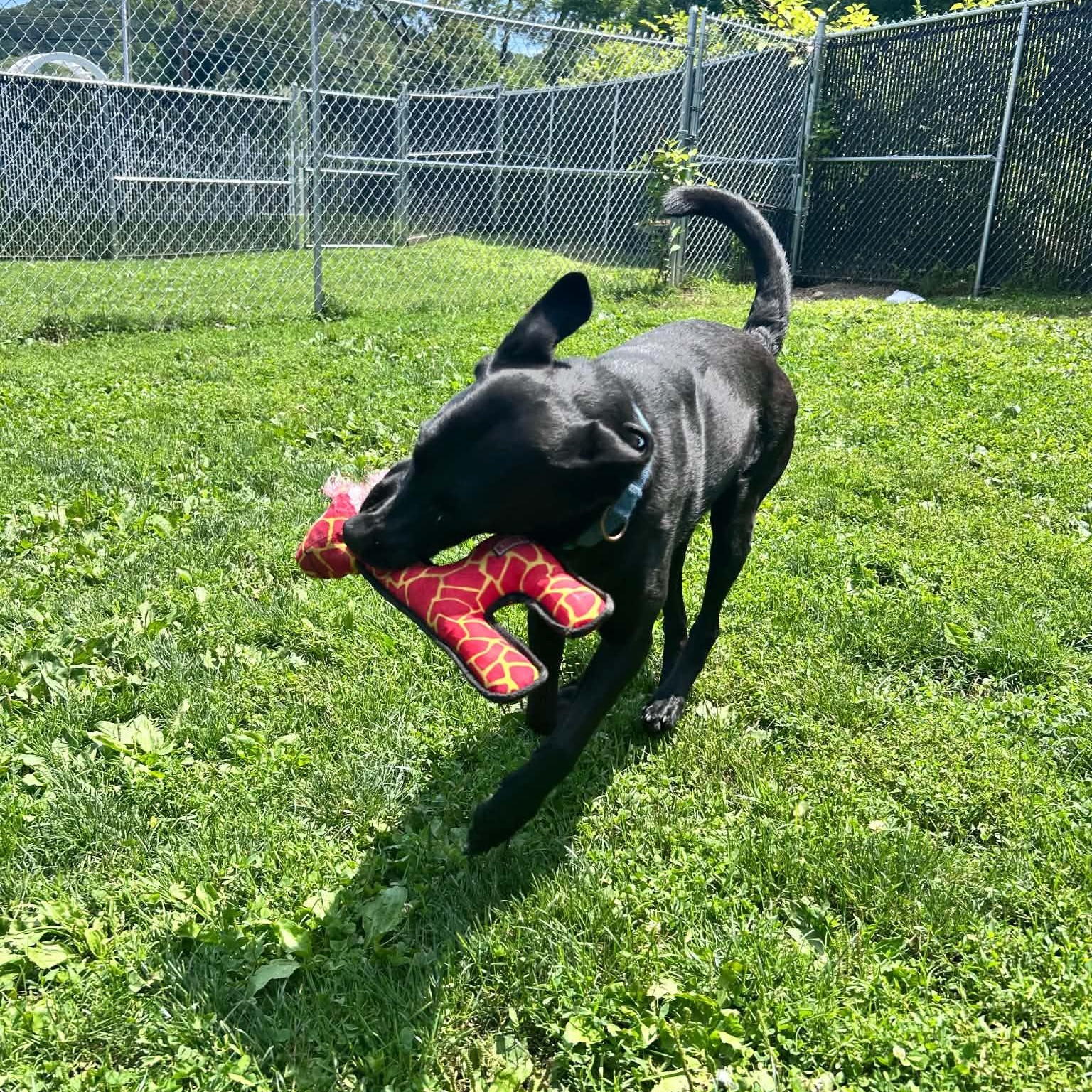 Enlarge Clover, a ADOPTABLE mixed breed in Danbury, CT image 4/5