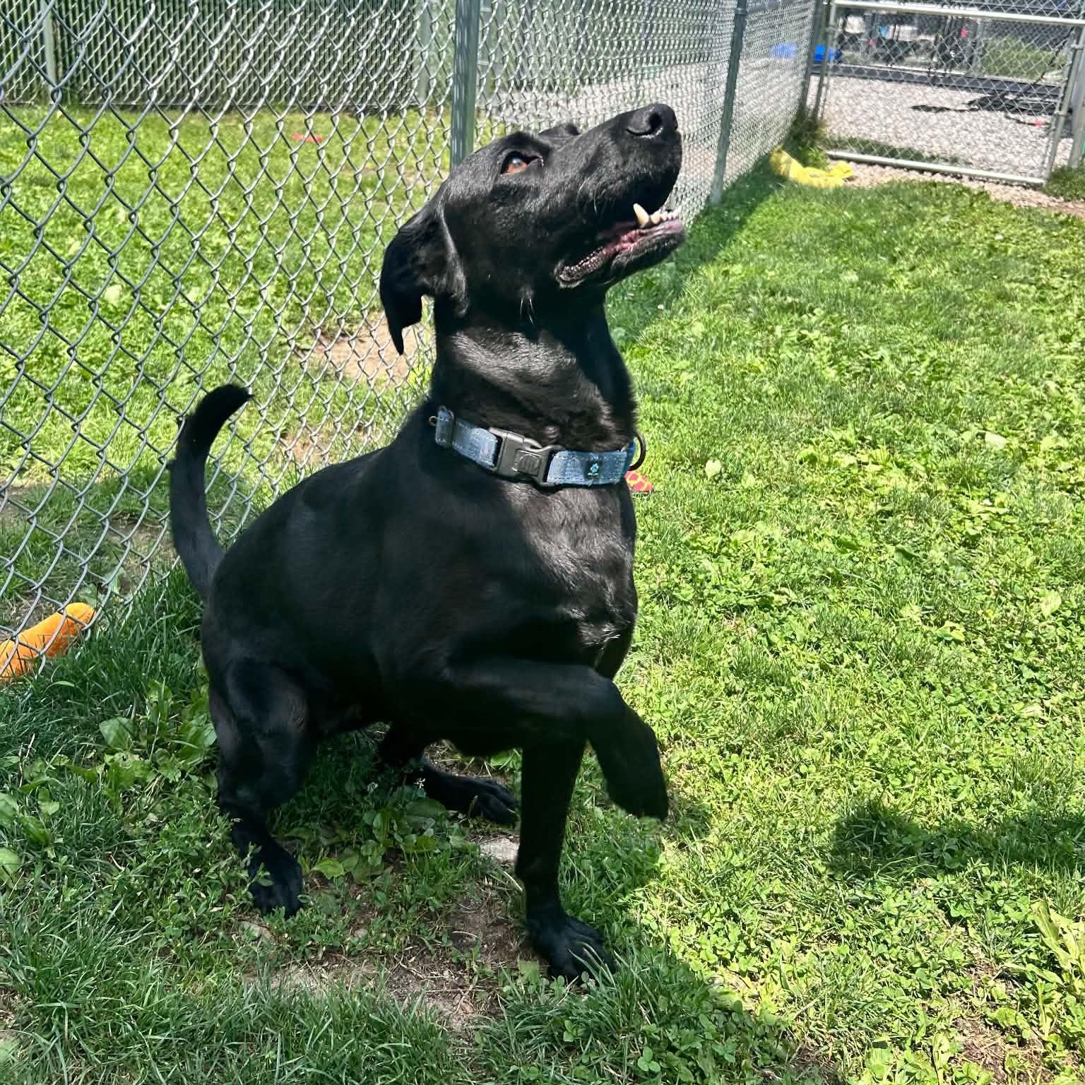 Enlarge Clover, a ADOPTABLE mixed breed in Danbury, CT image 2/5