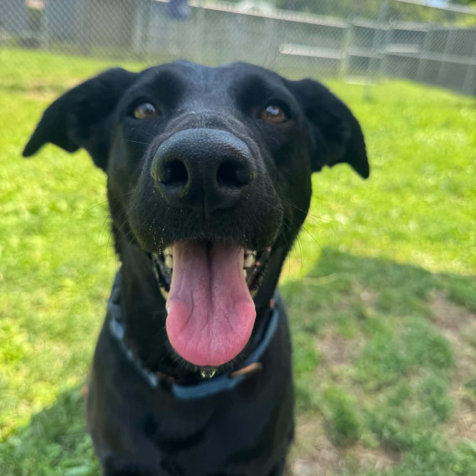 Enlarge Clover, a ADOPTABLE mixed breed in Danbury, CT image 5/5