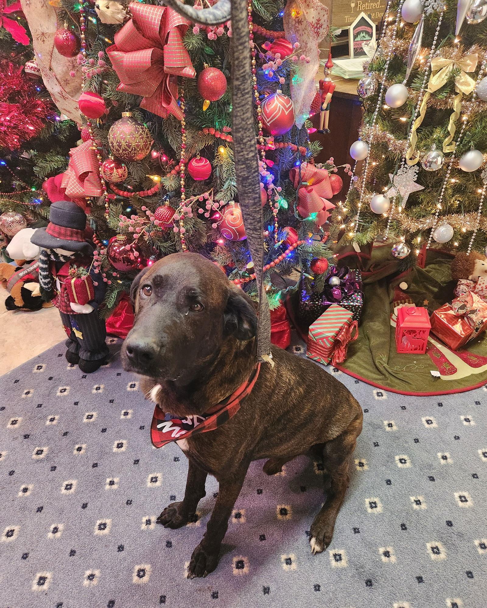 Enlarge Gus, a Adoptable mixed breed in Blairsville, GA image 1/1