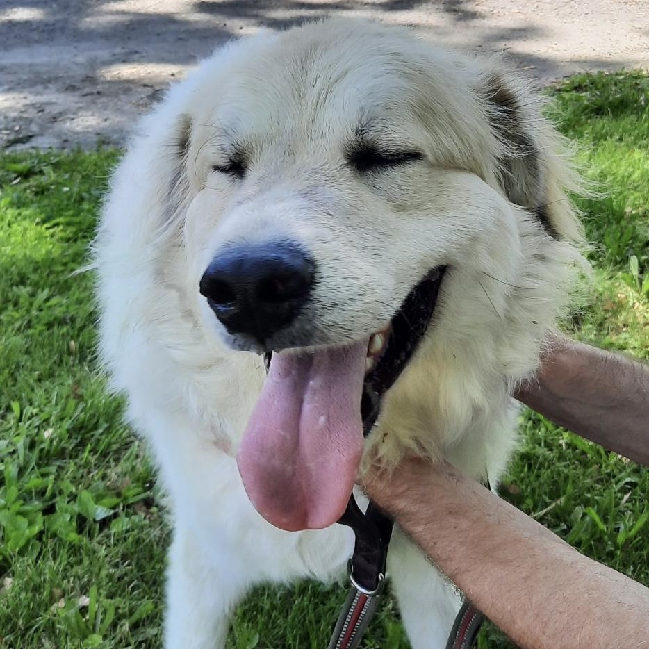 Enlarge Huxley- Young-Foster Needed, a Adoptable Great Pyrenees in Indianapolis, IN image 1/3